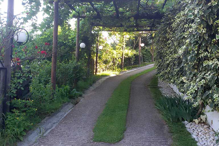 Κληματαριά στον περιβάλλοντα χώρο